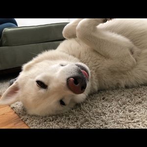 Meet your Posher, Sandy